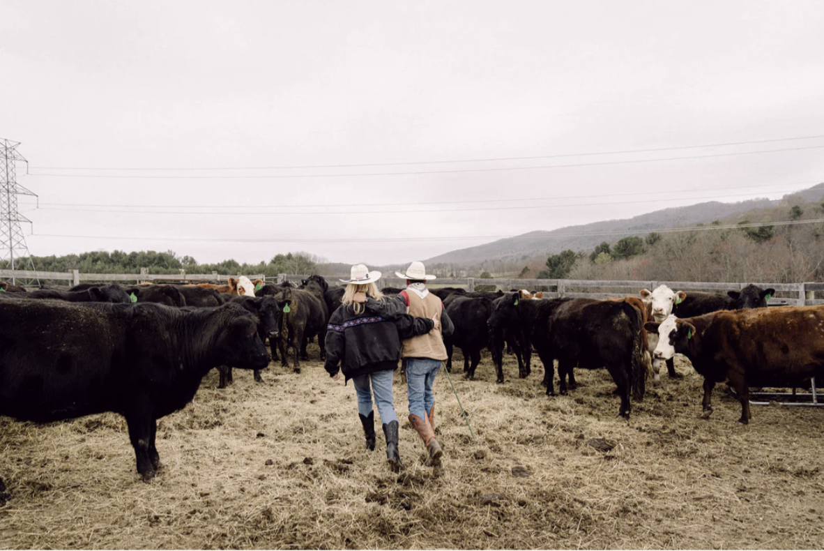 Two figures walking through a herd of cattle on an overcast ranch landscape